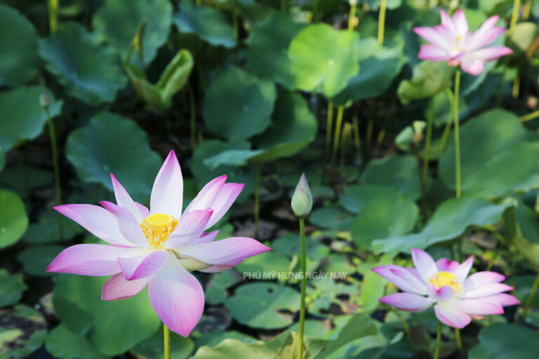 Pink Lotus in the Heart of Phu My Hung City Center